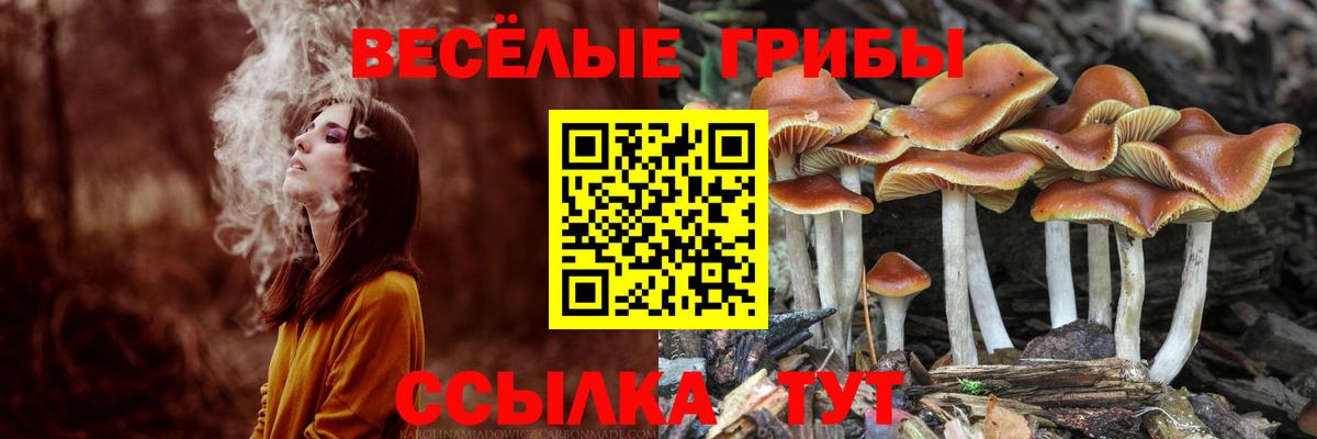 Галлюциногенные грибы Cubensis Владикавказ